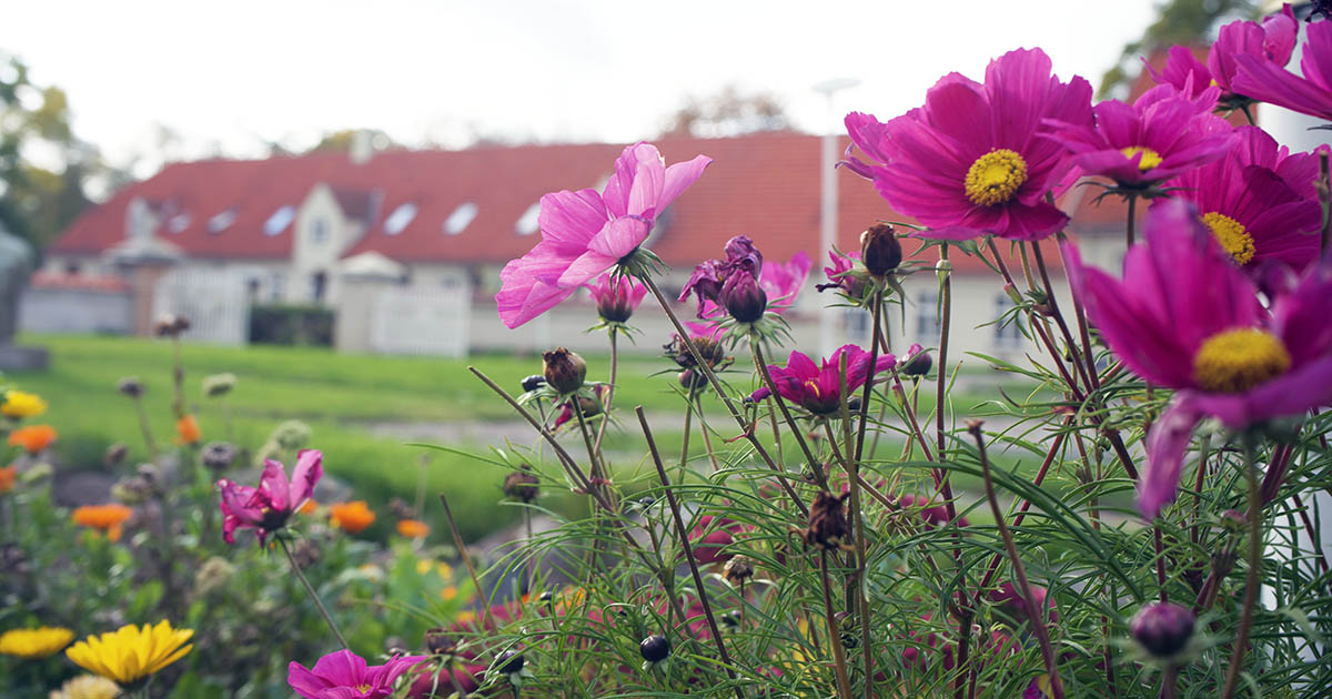 Grøn STU økologi –både grønsager og blomster